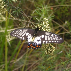 Papilio anactus at Molonglo Valley, ACT - 27 Feb 2022