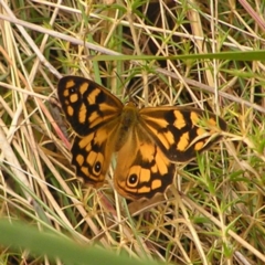 Heteronympha paradelpha (Spotted Brown) at Black Mountain - 27 Feb 2022 by MatthewFrawley