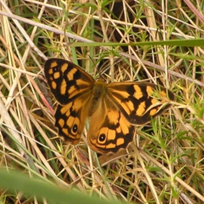 Heteronympha paradelpha (Spotted Brown) at Black Mountain - 27 Feb 2022 by MatthewFrawley