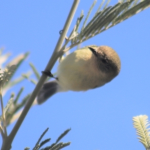 Acanthiza nana at Gundaroo, NSW - 1 Sep 2021