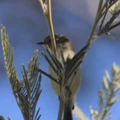 Acanthiza nana at Gundaroo, NSW - 1 Sep 2021