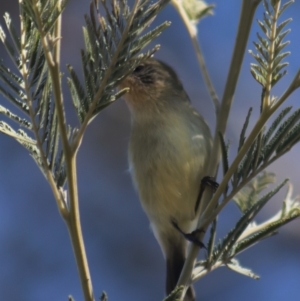 Acanthiza nana at Gundaroo, NSW - 1 Sep 2021