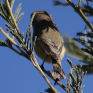 Acanthiza nana at Gundaroo, NSW - 1 Sep 2021