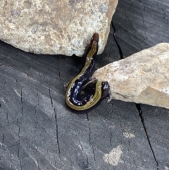 Caenoplana bicolor (Two-tone Planarian) at Lyneham, ACT - 28 Feb 2022 by megsclass