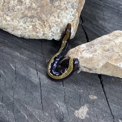 Caenoplana bicolor (Two-tone Planarian) at Lyneham, ACT - 28 Feb 2022 by megsclass