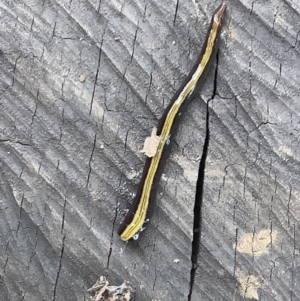 Caenoplana bicolor at Lyneham, ACT - 28 Feb 2022