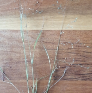 Eragrostis brownii at Gundaroo, NSW - 1 Mar 2022