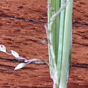 Eragrostis brownii at Gundaroo, NSW - 1 Mar 2022