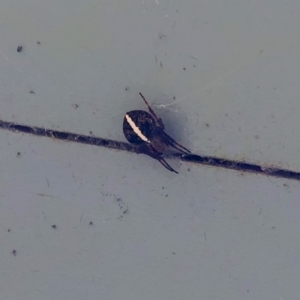 Araneinae (subfamily) at Parkes, ACT - 1 Mar 2022 09:56 AM