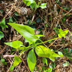 Vinca major (Blue Periwinkle) at Jerrabomberra, ACT - 1 Mar 2022 by Mike