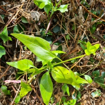 Vinca major (Blue Periwinkle) at Isaacs Ridge and Nearby - 1 Mar 2022 by Mike