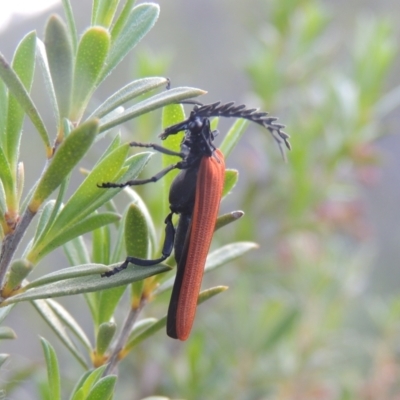 Porrostoma rhipidium (Long-nosed Lycid (Net-winged) beetle) at Tennent, ACT - 9 Nov 2021 by MichaelBedingfield