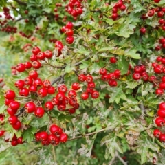 Crataegus monogyna (Hawthorn) at Isaacs Ridge and Nearby - 1 Mar 2022 by Mike