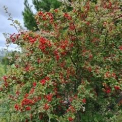 Crataegus monogyna at Jerrabomberra, ACT - 1 Mar 2022