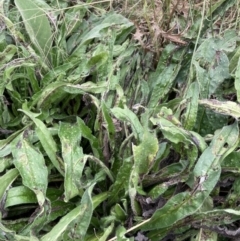 Echium plantagineum (Paterson's Curse) at Coree, ACT - 28 Feb 2022 by Jenny54