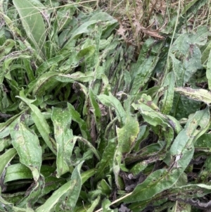 Echium plantagineum at Coree, ACT - 28 Feb 2022