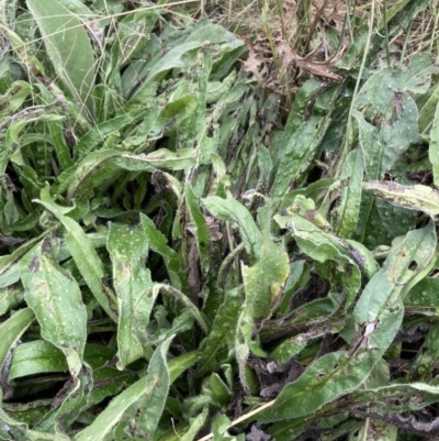 Echium plantagineum (Paterson's Curse) at Coree, ACT - 28 Feb 2022 by Jenny54