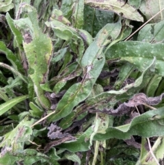 Echium plantagineum at Coree, ACT - 28 Feb 2022