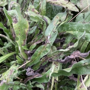 Echium plantagineum at Coree, ACT - 28 Feb 2022