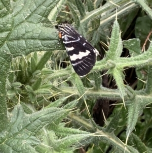 Phalaenoides glycinae at Coree, ACT - 28 Feb 2022