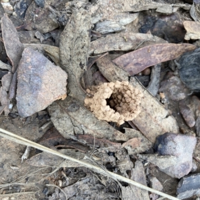 Unidentified Ant (Hymenoptera, Formicidae) at Acton, ACT - 28 Feb 2022 by Jenny54