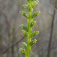 Microtis parviflora (Slender Onion Orchid) at Tennent, ACT - 9 Nov 2021 by michaelb