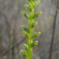Microtis parviflora (Slender Onion Orchid) at Tennent, ACT - 9 Nov 2021 by MichaelBedingfield