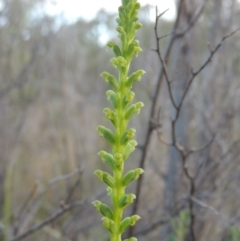 Microtis parviflora at Tennent, ACT - 9 Nov 2021