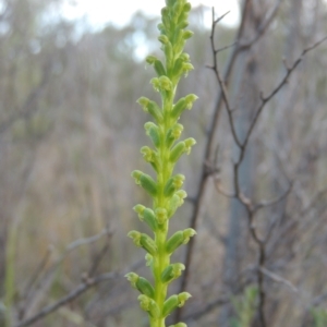 Microtis parviflora at Tennent, ACT - 9 Nov 2021