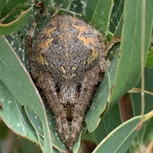 Hortophora biapicata at Nanima, NSW - 1 Mar 2022