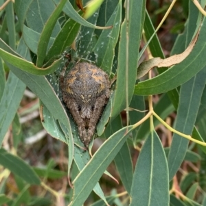 Hortophora biapicata at Nanima, NSW - 1 Mar 2022