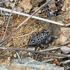 Limnodynastes tasmaniensis (Spotted Grass Frog) at Nanima, NSW - 1 Mar 2022 by 81mv