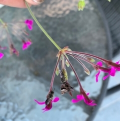 Leioproctus (Leioproctus) alleynae at Karabar, NSW - 1 Mar 2022