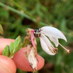 Pentatomidae (family) at Karabar, NSW - 1 Mar 2022