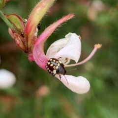 Pentatomidae (family) at Karabar, NSW - 1 Mar 2022