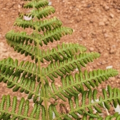 Hypolepis (genus) (A Ground Fern) at Gundaroo, NSW - 1 Mar 2022 by Gunyijan