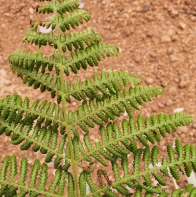 Hypolepis (genus) (A Ground Fern) at Gundaroo, NSW - 1 Mar 2022 by Gunyijan