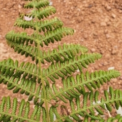 Hypolepis sp. (genus) (A ground fern) at Gundaroo, NSW - 1 Mar 2022 by Gunyijan