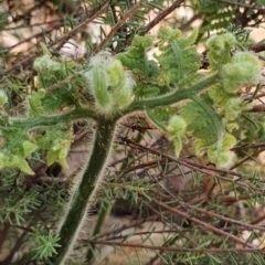 Hypolepis sp. at Gundaroo, NSW - 1 Mar 2022