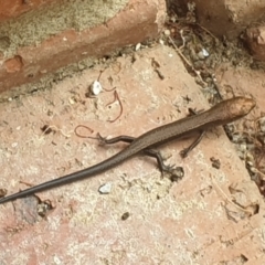 Lampropholis delicata (Delicate Skink) at Turner, ACT - 1 Mar 2022 by LD12