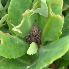 Sparassidae (family) (A Huntsman Spider) at Karabar, NSW - 1 Mar 2022 by Eland