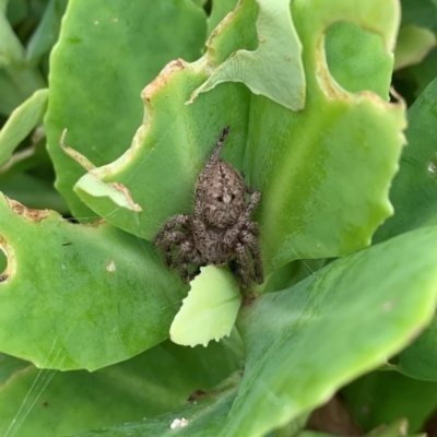 Sparassidae (family) (A Huntsman Spider) at QPRC LGA - 1 Mar 2022 by Eland