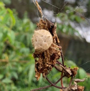 Araneinae (subfamily) at Karabar, NSW - 1 Mar 2022