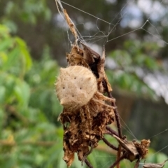 Araneinae (subfamily) at Karabar, NSW - 1 Mar 2022