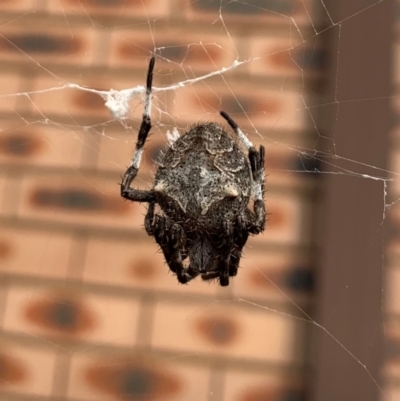 Backobourkia sp. (genus) (An orb weaver) at Karabar, NSW - 1 Mar 2022 by Eland