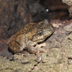 Litoria peronii (Peron's Tree Frog, Emerald Spotted Tree Frog) at Lions Youth Haven - Westwood Farm - 28 Feb 2022 by HelenCross