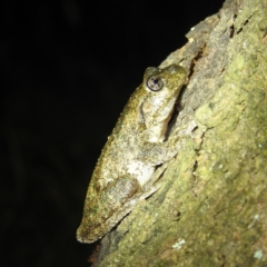 Litoria peronii at Kambah, ACT - 28 Feb 2022