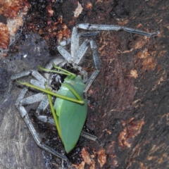 Torbia viridissima (Gum Leaf Katydid) at Lions Youth Haven - Westwood Farm A.C.T. - 28 Feb 2022 by HelenCross