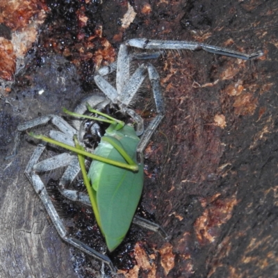 Torbia viridissima (Gum Leaf Katydid) at Lions Youth Haven - Westwood Farm A.C.T. - 28 Feb 2022 by HelenCross