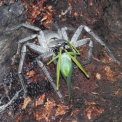 Torbia viridissima at Kambah, ACT - 28 Feb 2022